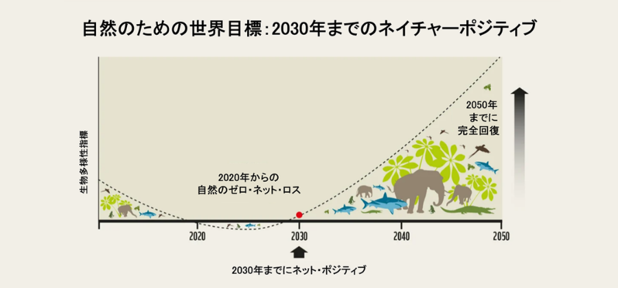 IUCN（国際自然保護連合）資料に基づく、生物多様性指標の推移と2030年までの「ネット・ポジティブ（ゼロ・ネット・ロスからの反転）」および2050年までの「完全回復」に向けた世界目標の軌跡を示した折れ線グラフ