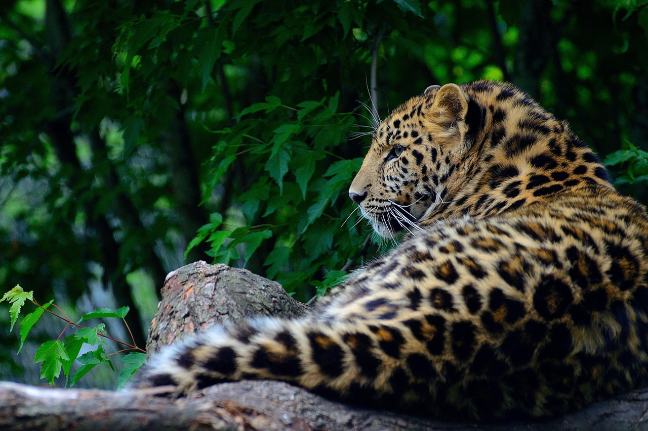 ブライトイノベーションのウェビナー